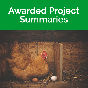 More Information Tile - Chicken in nesting box