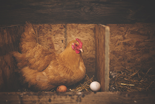 chicken in nesting box