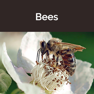 Yellow and black honey bee on white flower