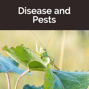 Green grasshopper eating leaf