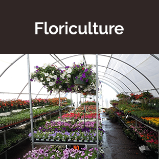 flowers in greenhouse