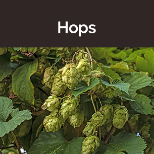 bunch of green hops buds on stalk