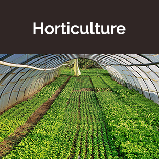 green plants in large greenhouse