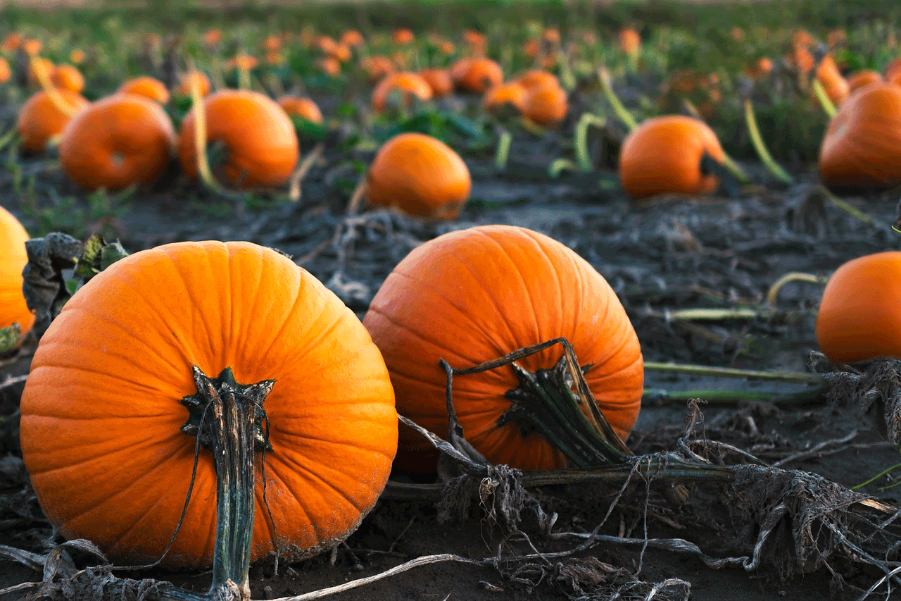 pumpkins in field