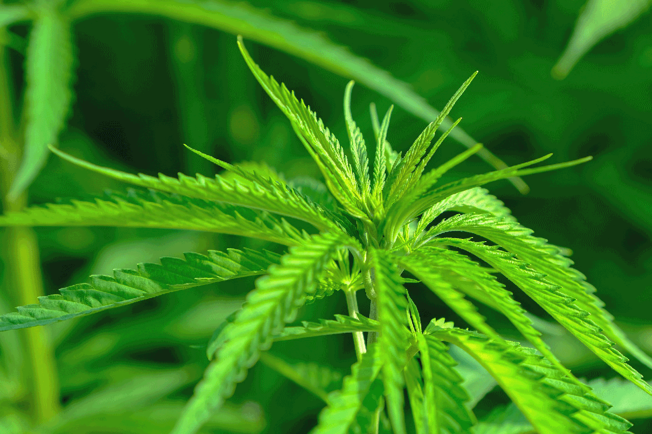 green hemp plant