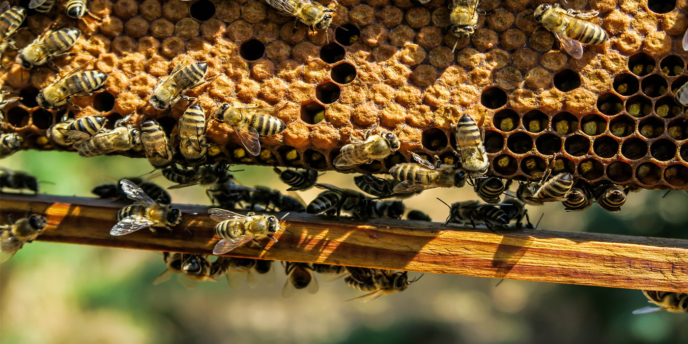 Bees on comb in hive