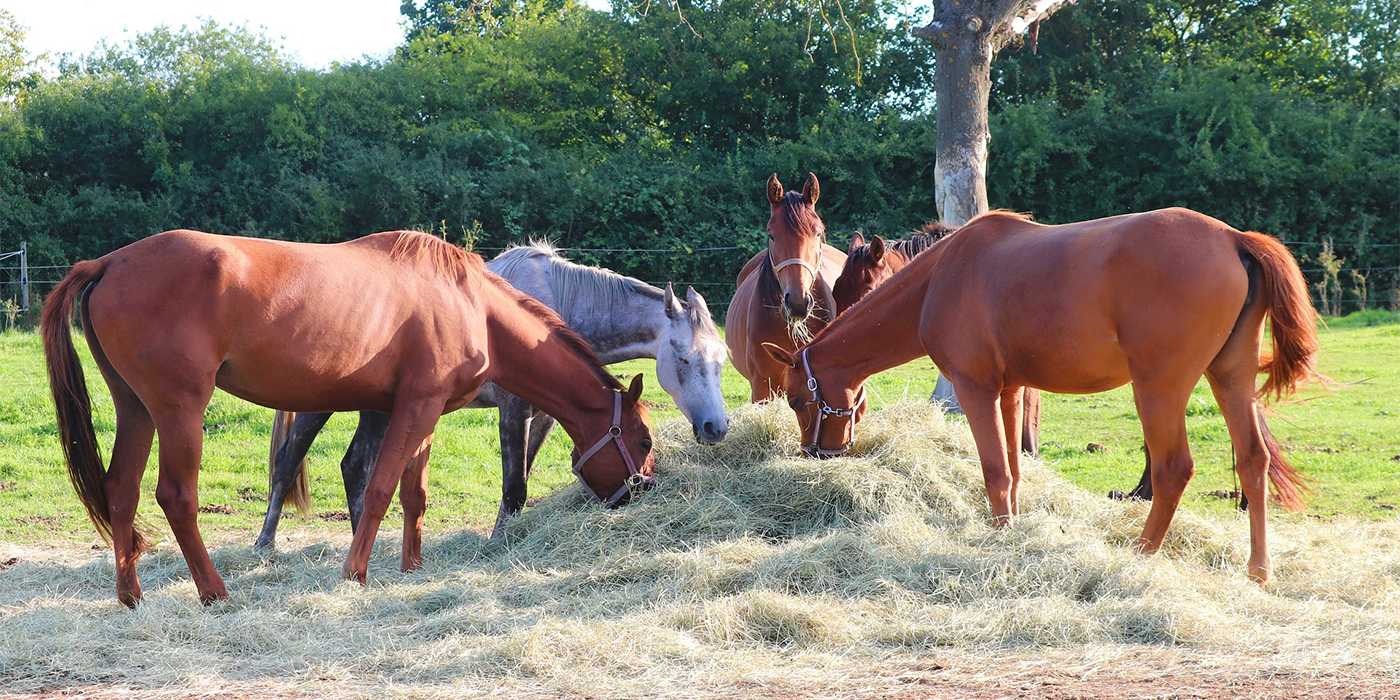 Horses feeding