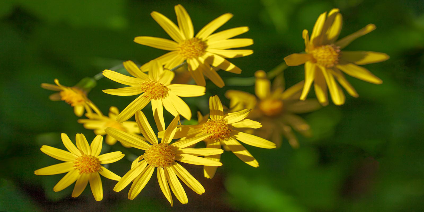 Yellow flowers of Tansy Ragwort