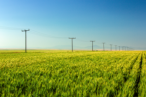 Green field with powerlines
