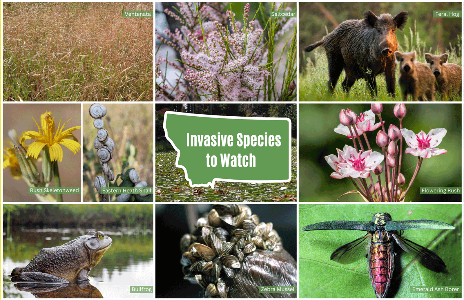 weeds pink and yellow, grasses, frog, boars, and Emerald Ash borer. 