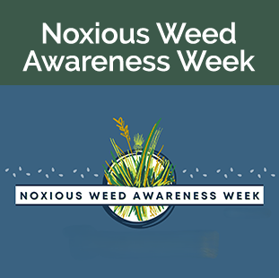 circle with weeds, blue back ground 