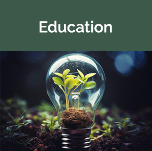 lightbulb with plant