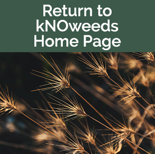 medusahead grass tops tan