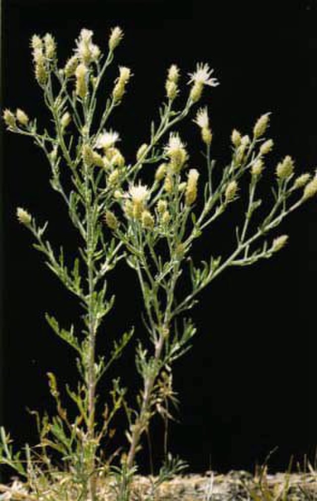 Centaurea diffusa plant long stem spiky white flower
