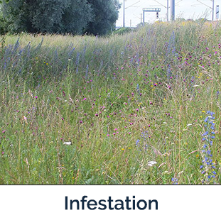 Blueweed Infestation field of blueweed plants