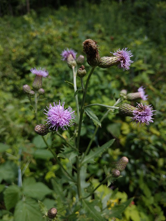 Cirsium arvense plant - tall green stem purple spiky blossom