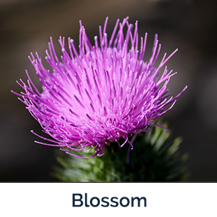 Canadian thistle blossom