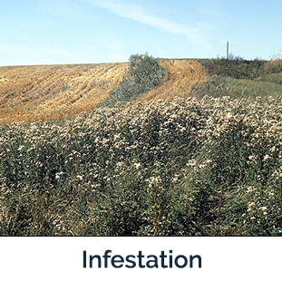 Canadian thistle infestation