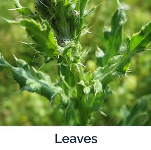 Canadian thistle leaf