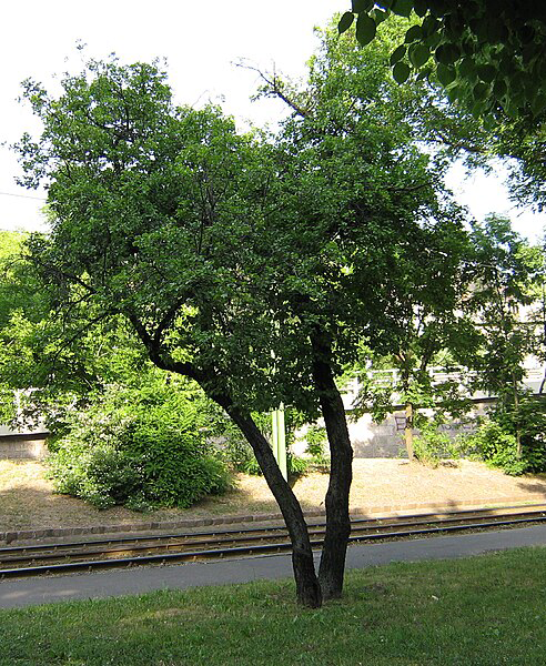 Rhamnus catharthica tree large tree with green leaves