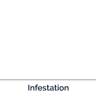 Common Buckthorn infestation