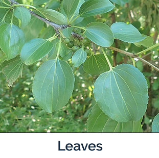 Common Buckthorn leaves