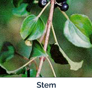 Common Buckthorn stem -  brown with leaves and berries