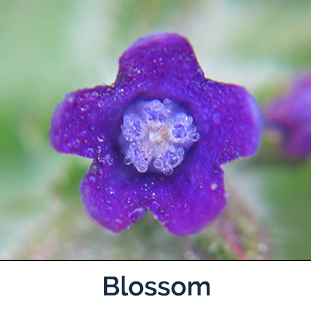 Common Bugloss flower