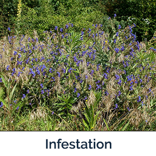 Common Bugloss flied of plants with purple glowers