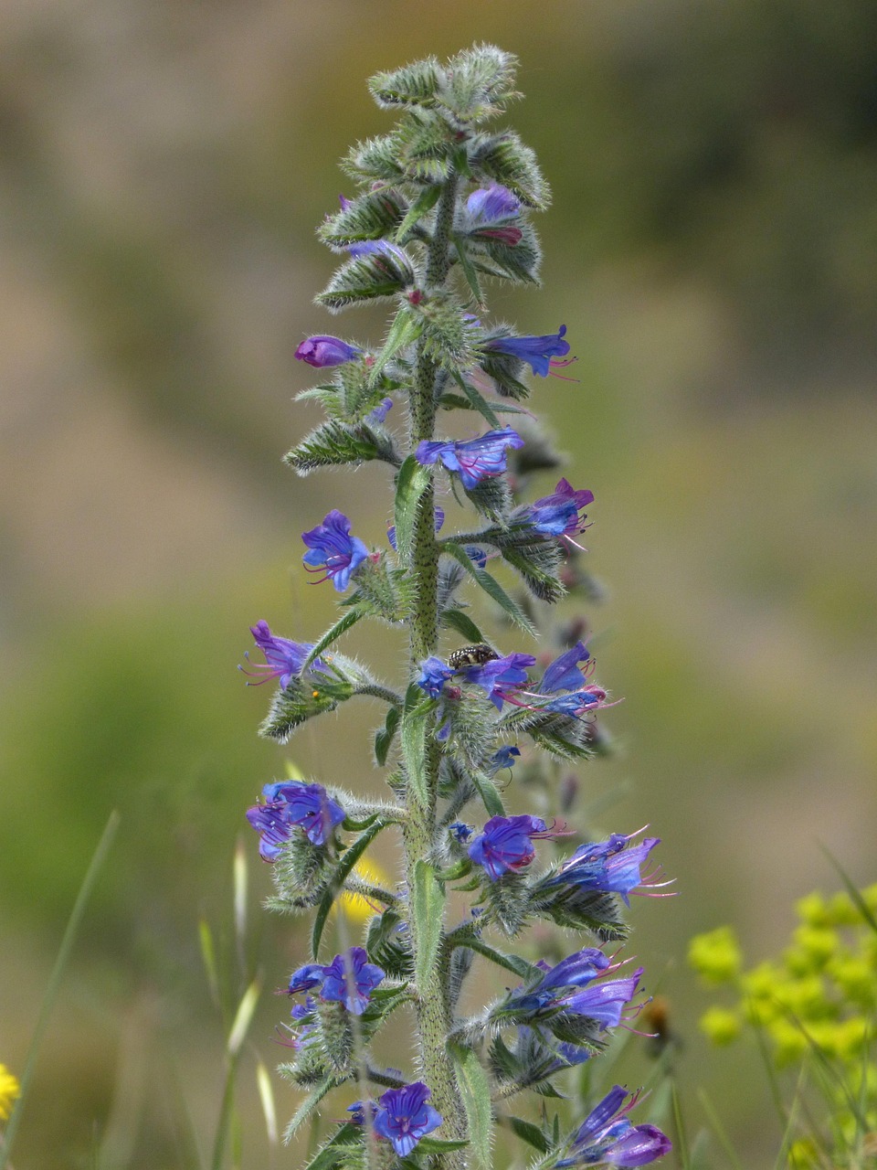 common bugloss plant long stem with several purple flowers