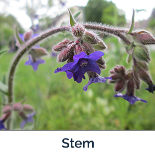Common Bugloss stem bent over with fuzz and buds and purple flowers