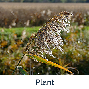 Common Reed plant