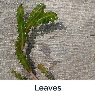 Curly-leaf pondweed leaves - long narrow with curled edges