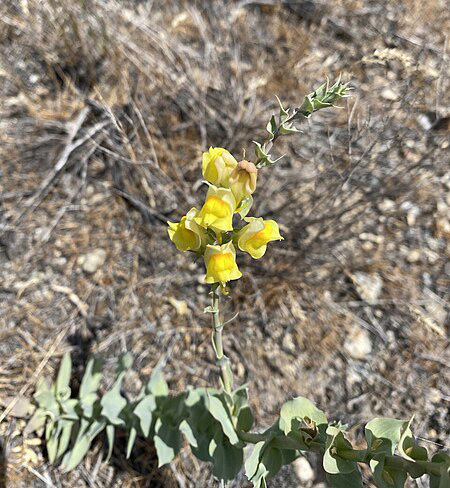 Plant long green stem yellow flowers NPS Photo, Public domain, via Wikimedia Commons