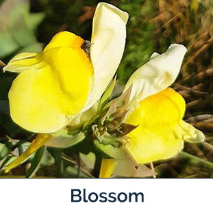 Dalmation Toadflax blossom yellow petals