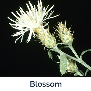 Diffuse knapweed blossom - spiky white flower