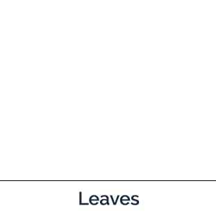 Diffuse Knapweed leaf
