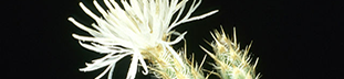 diffuse knapweed white spiky flower