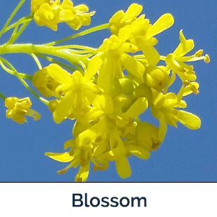 Dyer's Woad Flower image by Amber Burch Beaverhead County