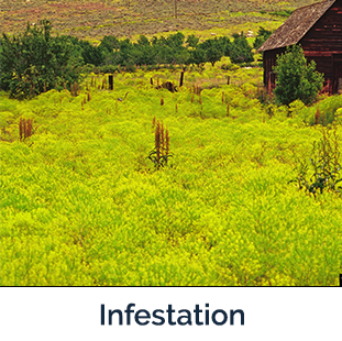 Invading - field of yellow flowers - Photo by Steve Dewey, Utah State University, Bugwood.org