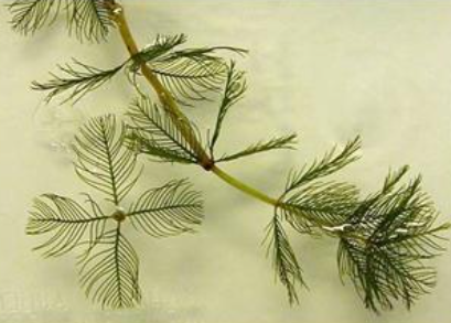 Myriophyllum spicatum green spiky stems