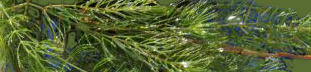 watermilfoil long brown stems with small green stems or leaves