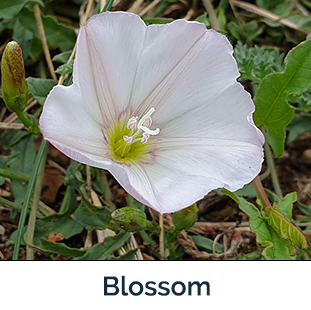 Field Bindweed blossom - pink and white petals