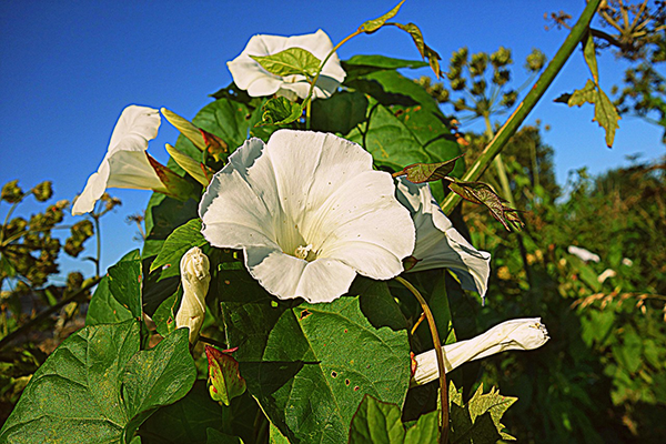 bindweed plant - green leaves white flowers