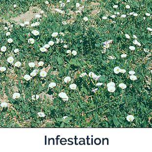 Field Bindweed infestation lots of green leaves and white flowers