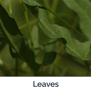 Field Bindweed leaves - long green 
