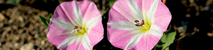 Field Bindweed pink and white flowers