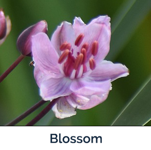 Flowering Rush flower
