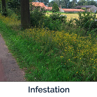 hawkweeds along a road
