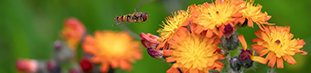 hawkweeds - orange flowers